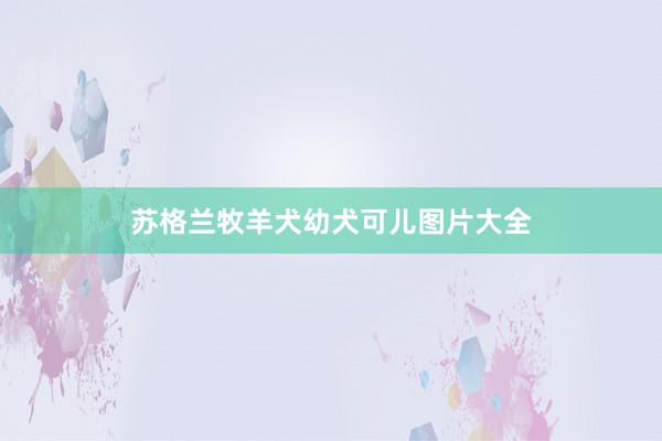 苏格兰牧羊犬幼犬可儿图片大全